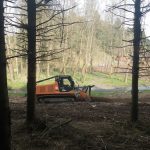 Restaurierung der Feuchtgebiete in der Breitwies