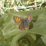 First Lycaena helle observations 2015