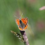 En Dag an der Natur: Schmetterlinge der Öslinger Feuchtwiesen