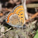 Butterfly Monitoring '15: a disappointing spring