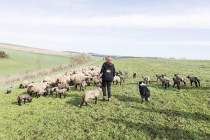 Erste Schafwanderung 2018