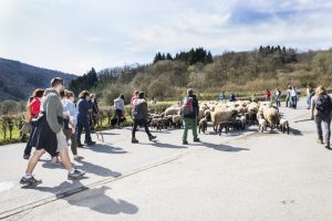 Erste Schafwanderung 2018