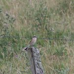 Monitoring of the red-backed shrike